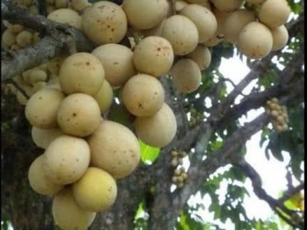 3 Manfaat Mengonsumsi Buah Duku Untuk Kesehatan